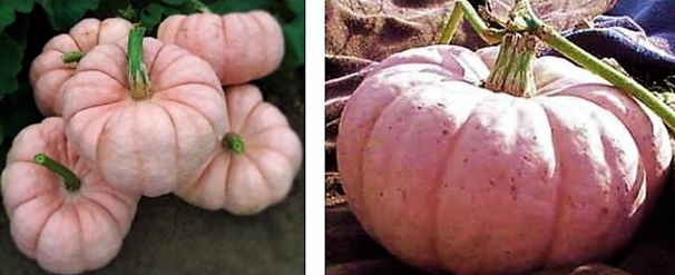 Les curiosités du jardin !