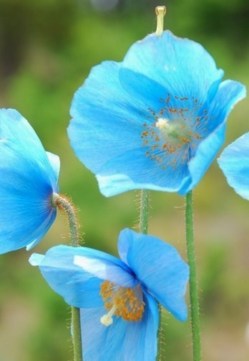 Les curiosités du jardin !