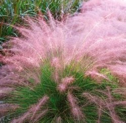 Les curiosités du jardin !