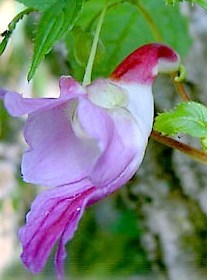 Les curiosités du jardin !