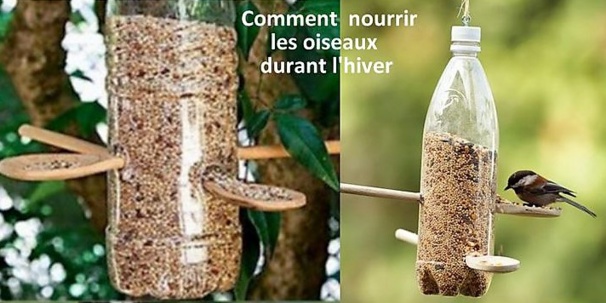 Comment nourrir les oiseaux pendant l'hiver