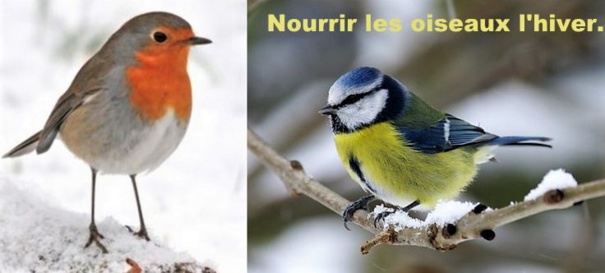 Comment nourrir les oiseaux pendant l'hiver