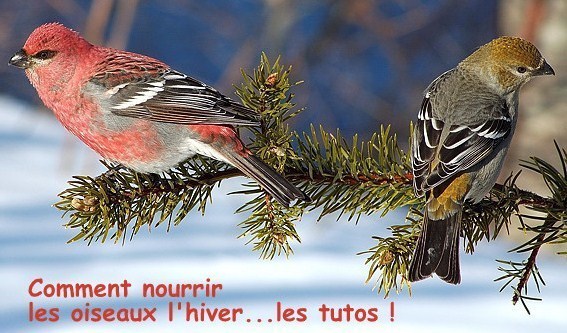 Comment nourrir les oiseaux pendant l'hiver Comment nourrir les oiseaux pendant l'hiver