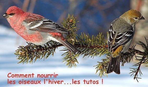 Comment nourrir les oiseaux pendant l'hiver