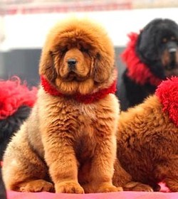 Le chien et le chat les plus chers du monde ! Le chien et le chat les plus chers du monde !