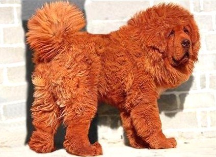 Le chien et le chat les plus chers du monde ! Le chien et le chat les plus chers du monde !