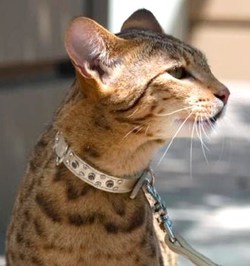 Le chien et le chat les plus chers du monde ! Le chien et le chat les plus chers du monde !