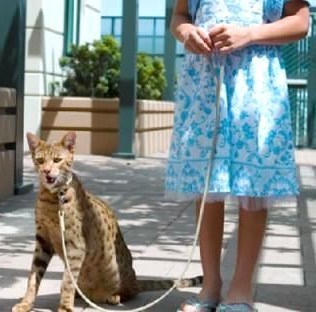 Le chien et le chat les plus chers du monde ! Le chien et le chat les plus chers du monde !