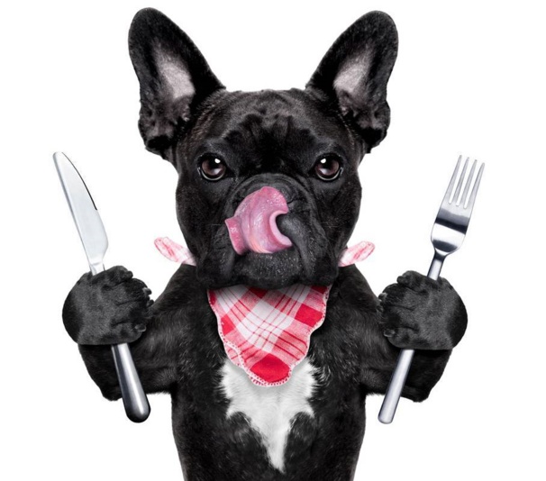 Que valent réellement les croquettes de votre chien ?