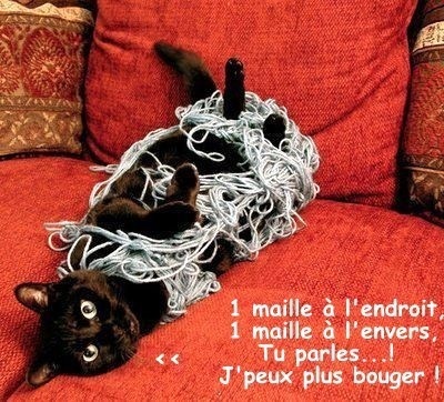 Photos Animaux Droles Avec Legendes Humoristiques Photos Animaux Droles Avec Legendes Humoristiques