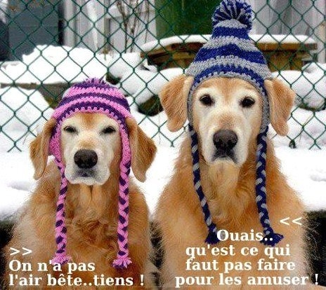 Photos Animaux Droles Avec Legendes Humoristiques Photos Animaux Droles Avec Legendes Humoristiques