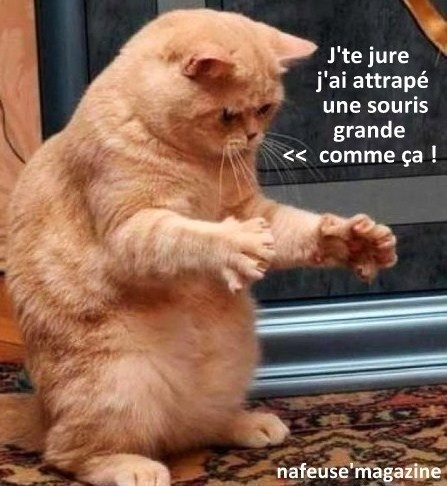 Téléchargement gratuit Images Photos Animaux Droles Avec Legendes Humoristiques actualisé salutations