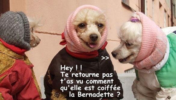 Photos animaux drôles avec légendes humoristiques Photos animaux drôles avec légendes humoristiques