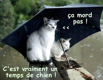 Photos Animaux Droles Avec Legendes Humoristiques Photos Animaux Droles Avec Legendes Humoristiques
