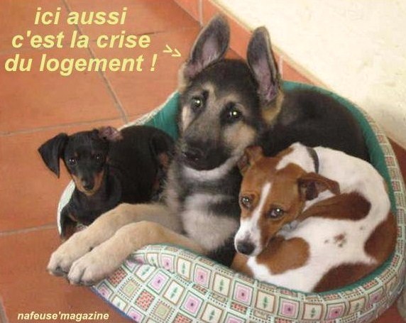 Photos animaux drôles avec légendes humoristiques Photos animaux drôles avec légendes humoristiques