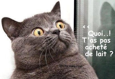 Photos animaux drôles avec légendes humoristiques Photos animaux drôles avec légendes humoristiques