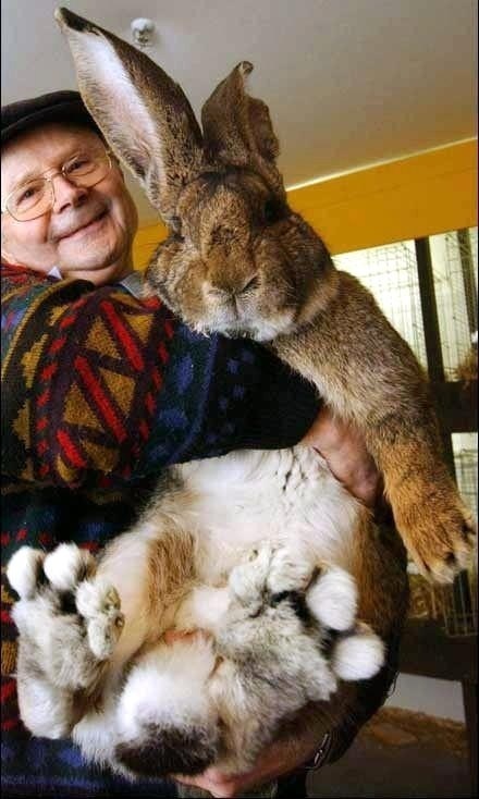 Le lapin le plus gros du monde !