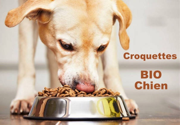 Les chiens doivent-il être exclusivement nourris à la croquette ?