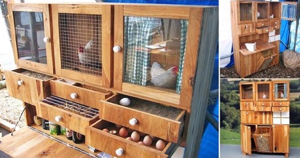 Avoir des poules dans son jardin