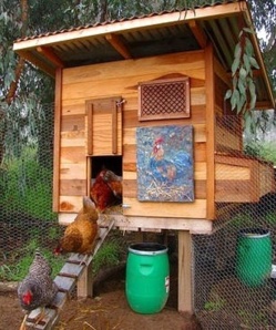 Avoir des poules dans son jardin