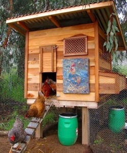 Avoir des poules dans son jardin Avoir des poules dans son jardin