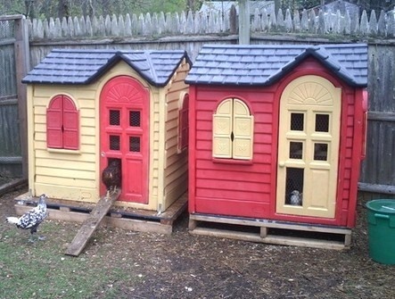 Avoir des poules dans son jardin Avoir des poules dans son jardin