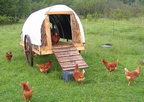 Avoir des poules dans son jardin