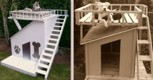 Des niches pour chien, originales et insolites !