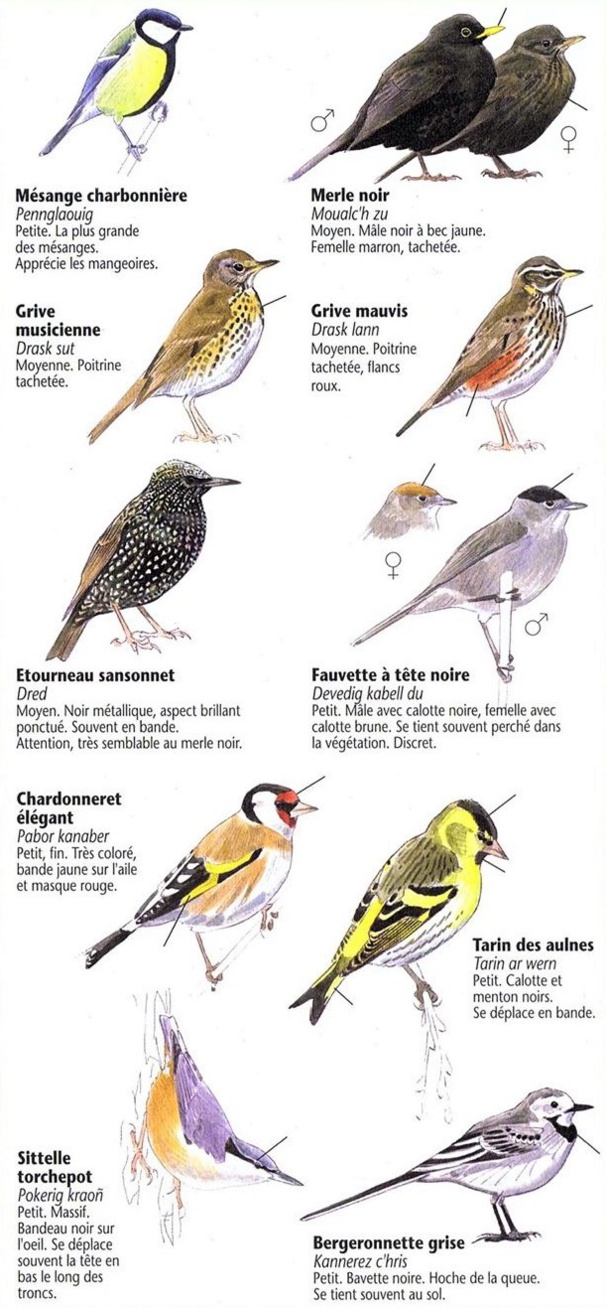 Reconnaître les oiseaux du jardin