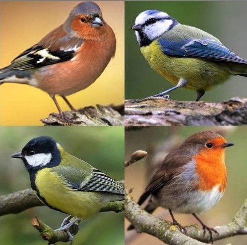 Reconnaître les oiseaux du jardin