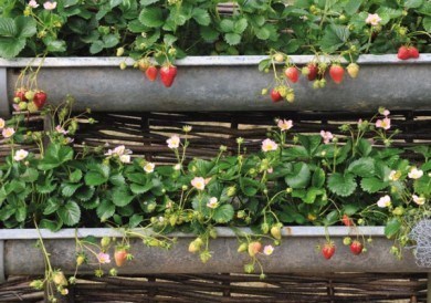 Recyclez vos gouttières en zinc en jardinières ! Recyclez vos gouttières en zinc en jardinières !