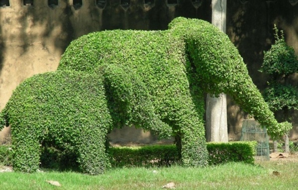 Superbes Sculptures végétales éléphants Superbes Sculptures végétales éléphants