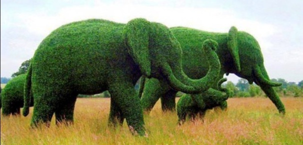 Superbes Sculptures végétales éléphants Superbes Sculptures végétales éléphants