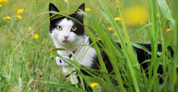 Collier traceur GPS pour chat