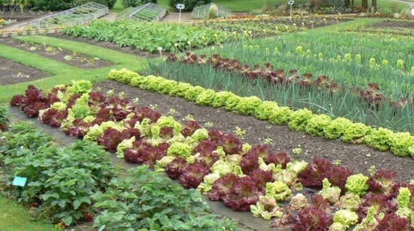 Au printemps, c'est le renouveau au jardin !