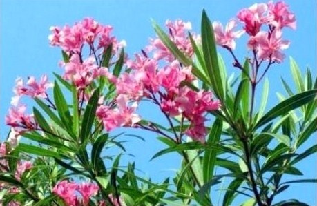 Au printemps, c'est le renouveau au jardin !