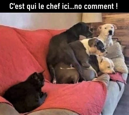 Humour Photos montages animaux