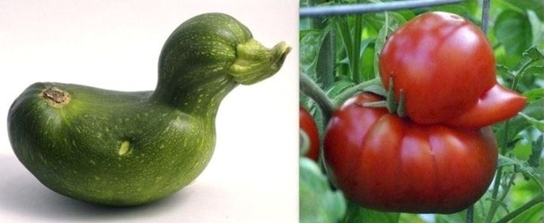 courgette et tomate coin coin !