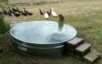 Piscines improvisées et insolites