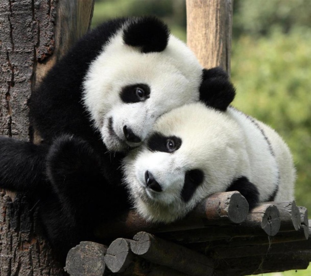 Animaux adorables "que c'est mignon" Animaux adorables "que c'est mignon"