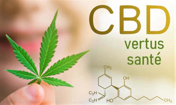 Les fleurs CBD : quelles vertus sur la santé ?