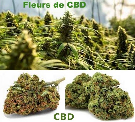 Les fleurs CBD : quelles vertus sur la santé ?