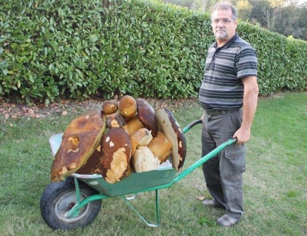 Cueillette miraculeuse de champignons géants ! Cueillette miraculeuse de champignons géants !