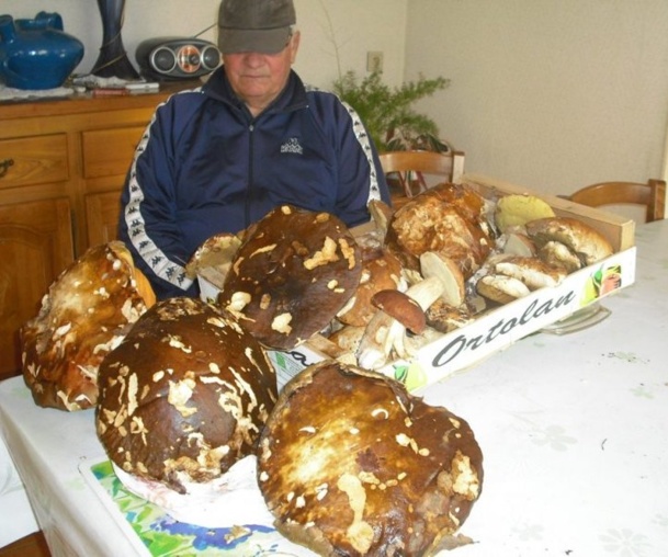 Cueillette miraculeuse de champignons géants ! Cueillette miraculeuse de champignons géants !