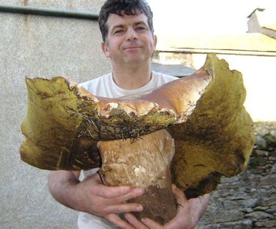 Cueillette miraculeuse de champignons géants ! Cueillette miraculeuse de champignons géants !