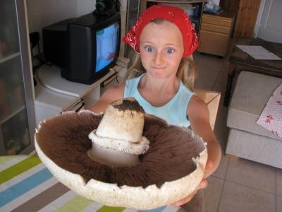 Cueillette miraculeuse de champignons géants ! Cueillette miraculeuse de champignons géants !