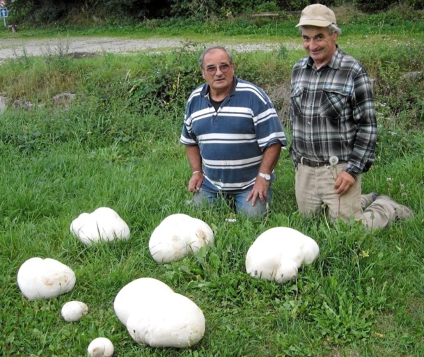 Cueillette miraculeuse de champignons géants ! Cueillette miraculeuse de champignons géants !