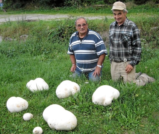 Cueillette miraculeuse de champignons géants !