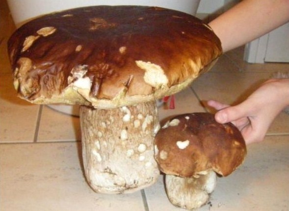 Cueillette miraculeuse de champignons géants ! Cueillette miraculeuse de champignons géants !