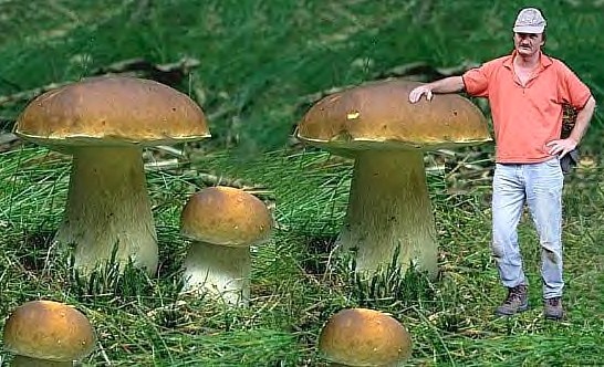 Cueillette miraculeuse de champignons géants !